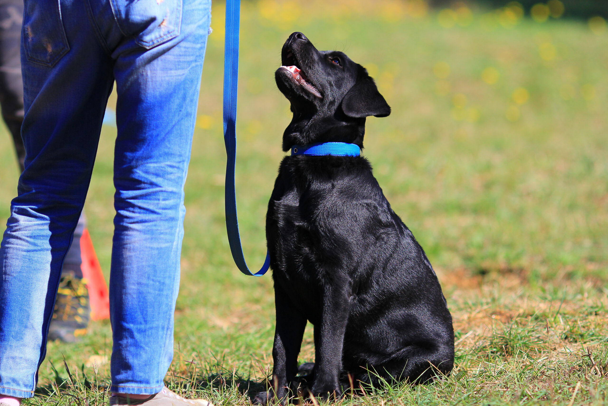dog education