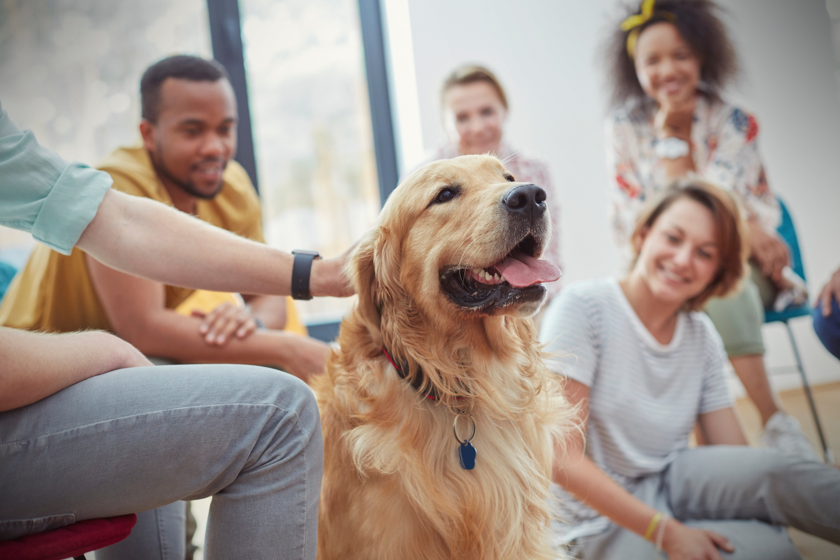 PET THERAPY